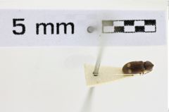 Foto (Dorsalansicht) von Monadicus biguttatus (Candèze, 1900) (NHMW-ZOO-COL-0008536)